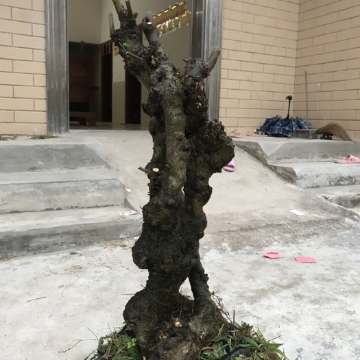 封开县沙朴