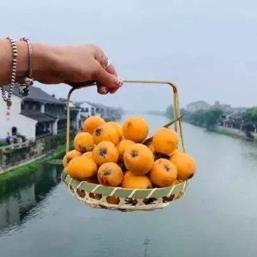杭州塘栖枇杷 统货