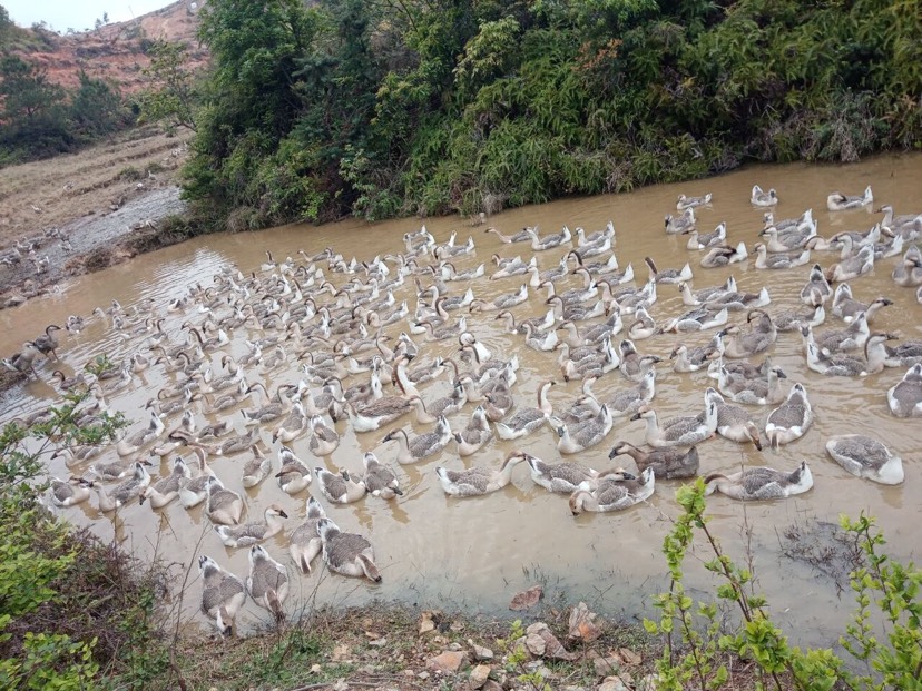  大种灰鹅 平均8～13斤