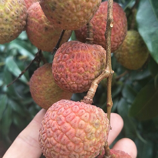 徐闻县 白糖罂荔枝