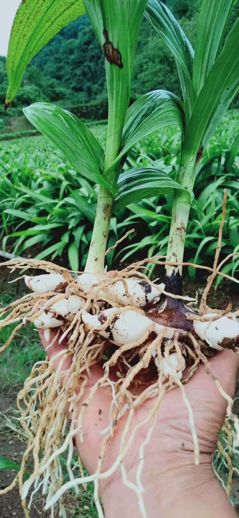 禄丰市紫花白芨苗  云南紫花三叉大白芨优质直播苗，两年
驯化苗
