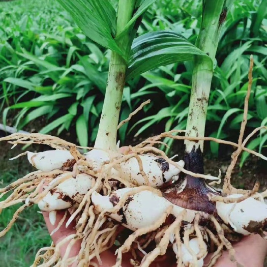 紫花白芨苗  云南紫花三叉大白芨优质直播苗，两年
驯化苗