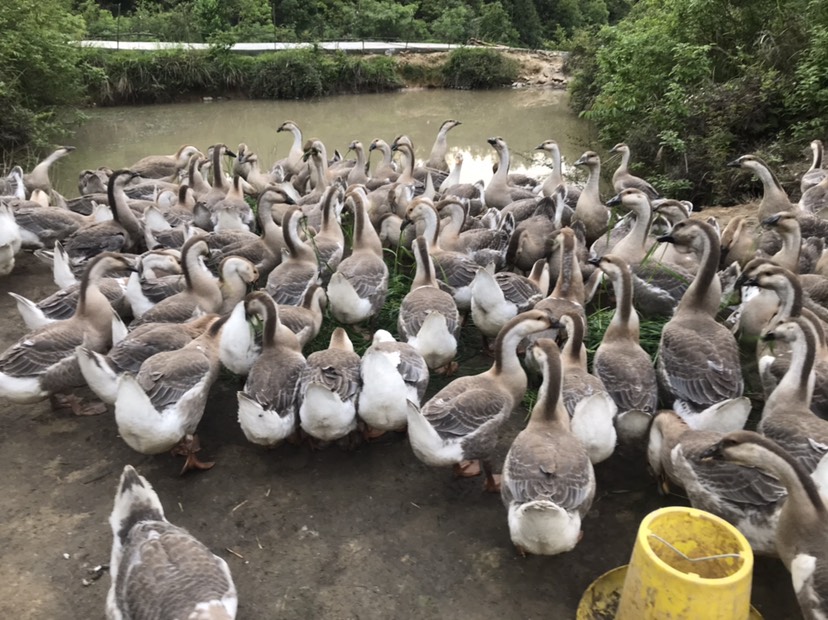  大种灰鹅 平均8～13斤