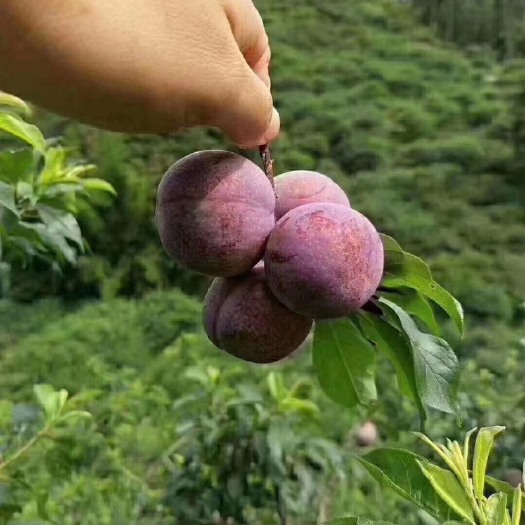 东莞市 三华李来啦，不催熟，不打蜡，不泡水，产地直销广东包邮，鲜果速