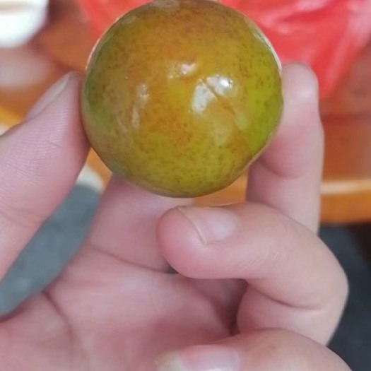 龙岩 李子桃子批发