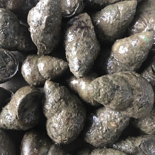 潜江市田螺 大量现货