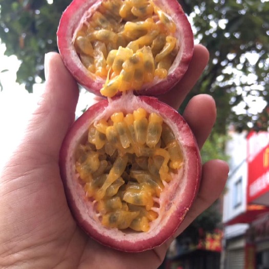 芒市紫香一号百香果  [送开果器]百香果当季水果 中大果支持一件代发 常年供货