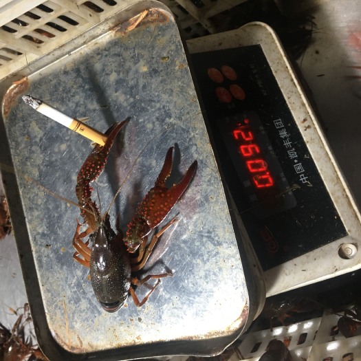 潜江市 潜江小龙虾，大青6.2起带炮头，小龙虾，产地直发