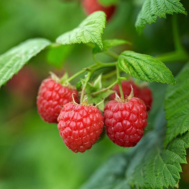 苍溪县红树莓苗  天然绿色养生水果树莓