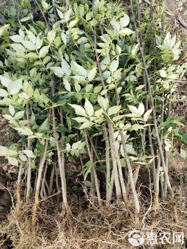  花椒苗本地大红袍花椒苗