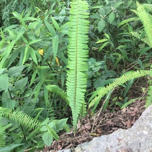 百色石黄皮