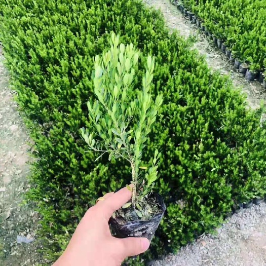 普宁市 雀舌黄杨皱皮小叶黄杨高档造型盆景