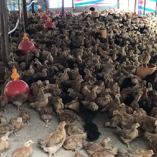 钦州 大量供应灵山土鸡苗    已脱温   40~50日龄价格优