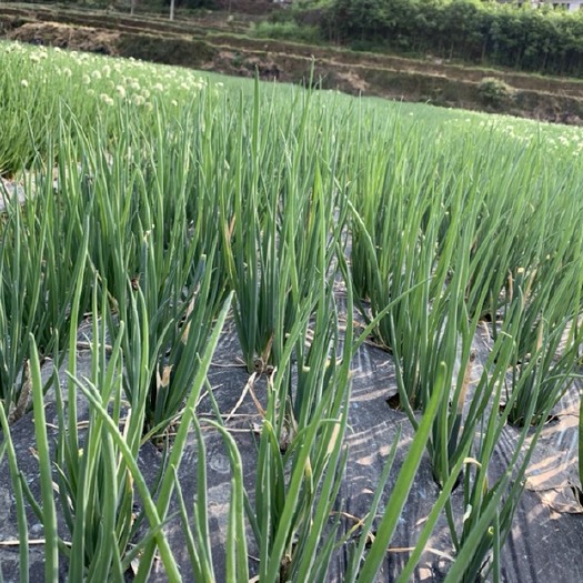 湄潭县 精品香葱