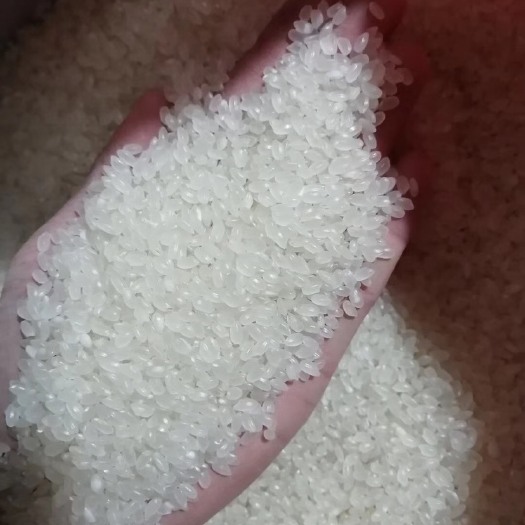 唐山蟹田米 一等品 一季稻 粳米