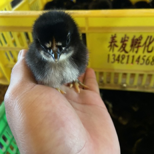 南宁黑鸡苗 统货