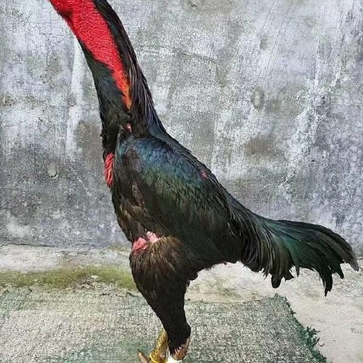南宁 斗鸡苗