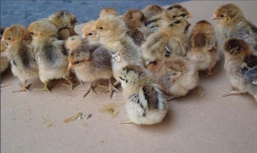 南宁 青脚土鸡苗 品种保证 已打液氧疫苗抗病能力强