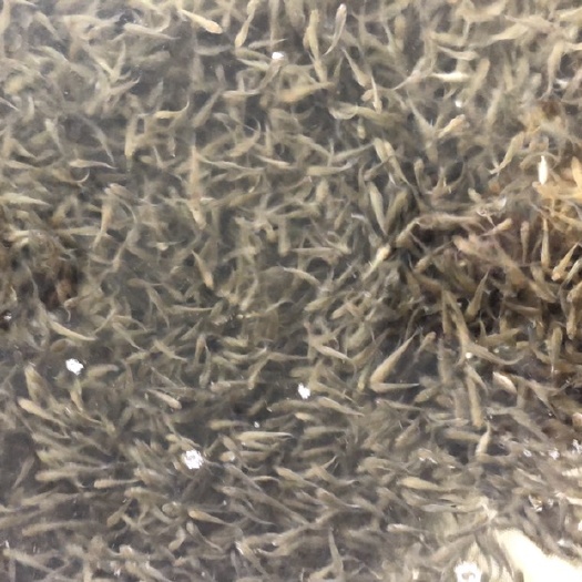 新田县草鱼苗 草鱼粒，