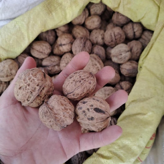 禄劝县 云南漾濞核桃