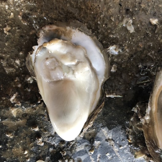 阳西县广州生蚝 3-4两/只 海水 鲜活水产