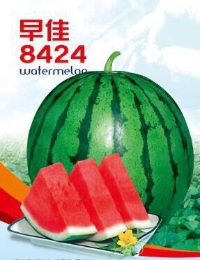 寿光市早佳8424西瓜苗  早佳8424嫁接苗