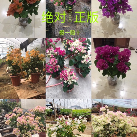 漳州各种正版四季三角梅小苗盆栽批发，基地直销，一手货源，