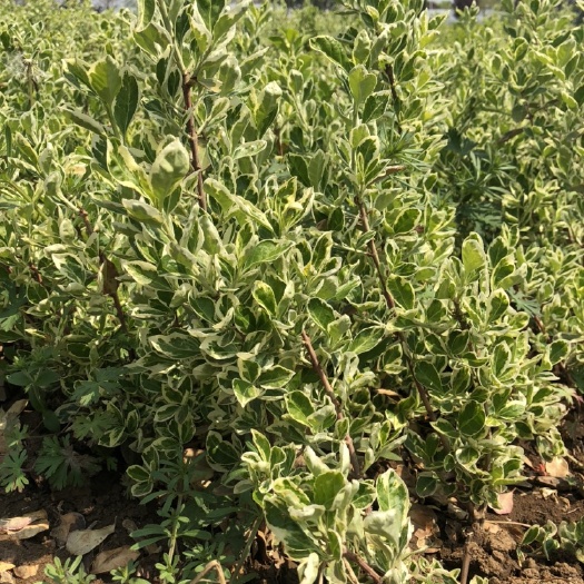 沭阳县彩叶卫矛 金边彩叶卫茅，四季变色，耐寒成活率高
