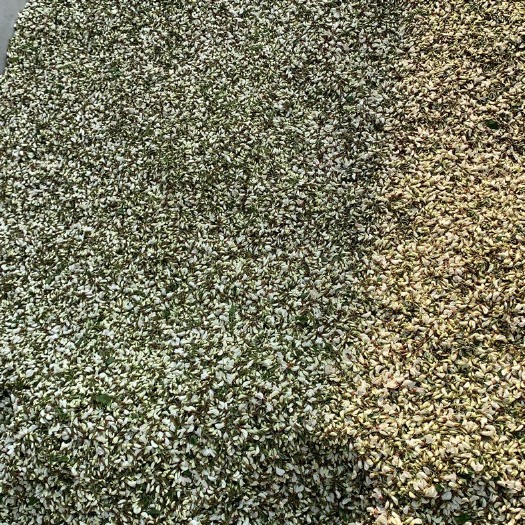 枣庄杨槐花