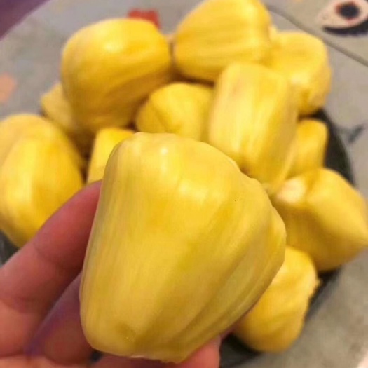 佛山 【一件代发】海南黄肉菠萝蜜。非越南红肉菠萝蜜、泰国红肉
