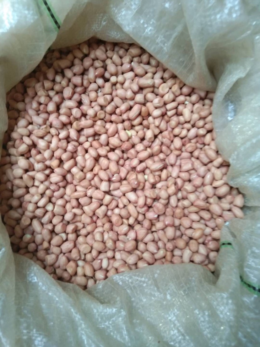  花生种果，无破皮出芽率高