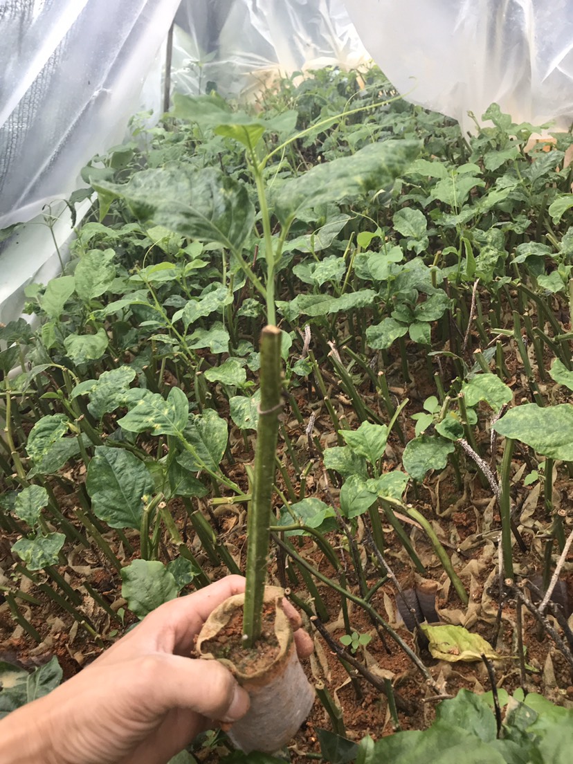  香蜜木瓜百香果苗  香蜜百香果苗 木瓜百香果扦插苗