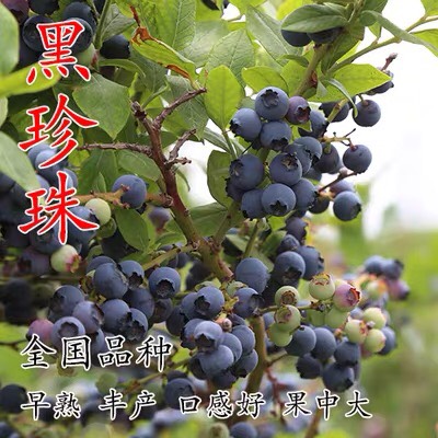 蓝宝石蓝莓苗  （基地直供）带土带叶带果发货