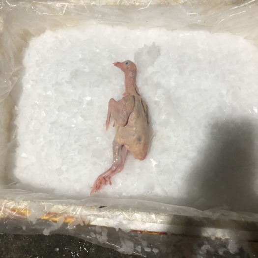 广州乳鸽 鸽子被人们认为是一种大补的食物，尤其是一些身体虚弱、肾虚、