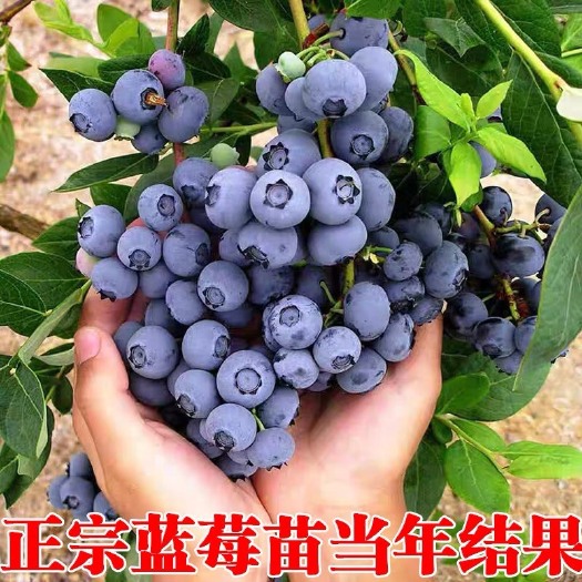 蓝宝石蓝莓苗  （基地直供）带土带叶带果发货