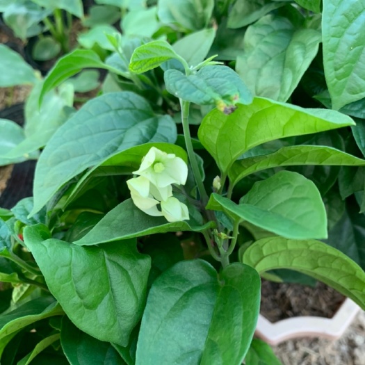 龙吐珠 库存大量 30多cm 优质苗木