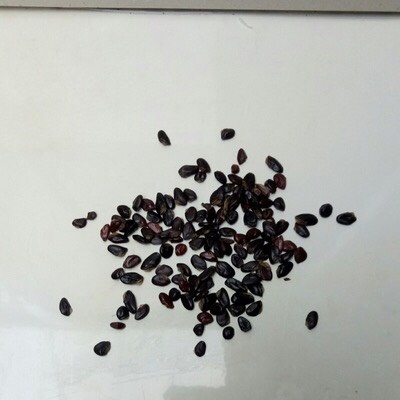 八月瓜种子 颗粒饱满，出芽率高，品种优良