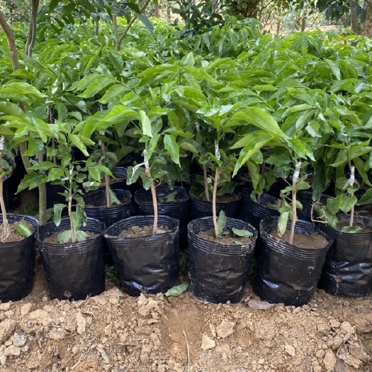 廉江市鸡心黄皮苗   风梢贵妃黄皮果苗