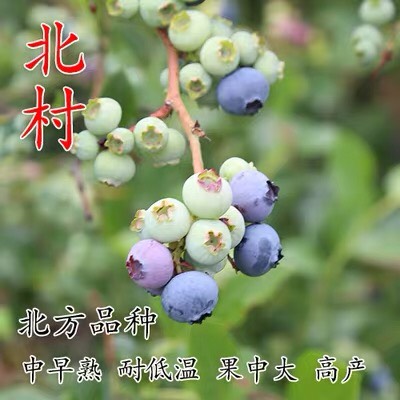 蓝宝石蓝莓苗  （基地直供）带土带叶带果发货