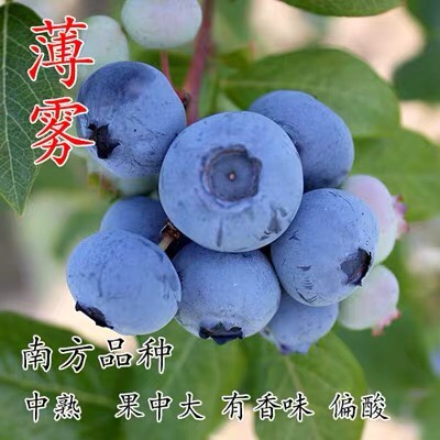 蓝宝石蓝莓苗  （基地直供）带土带叶带果发货