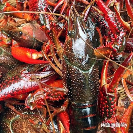 全椒县清水小龙虾 大量青虾红虾供应，溏口直供