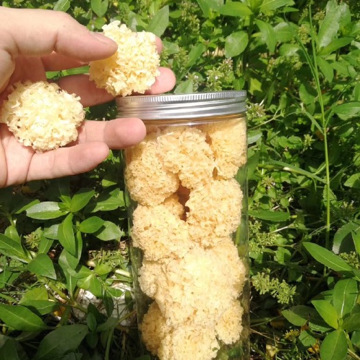 古田县小银耳，段木银耳 孕妇宝宝放心食用，30分钟出胶质