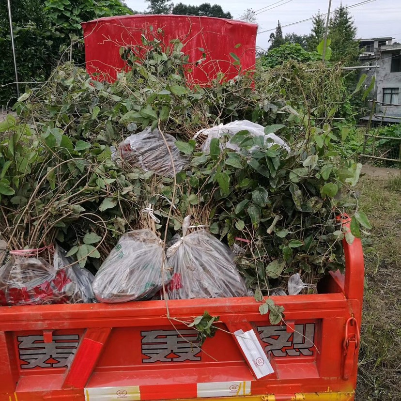 八月瓜苗  （基地直供，根系好）现挖现发，保湿发货，快递包邮，量大从优