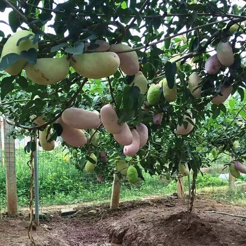 八月瓜苗  （基地直供，根系好）现挖现发，保湿发货，快递包邮，量大从优