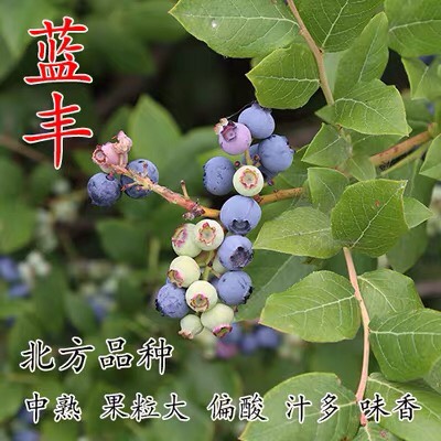 蓝宝石蓝莓苗  （基地直供）带土带叶带果发货