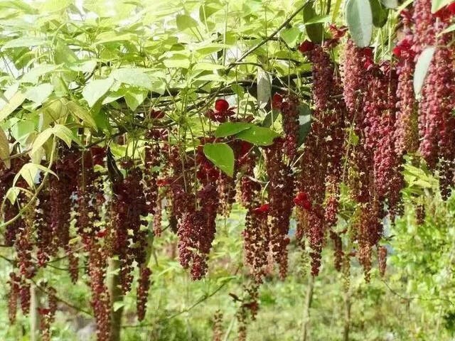八月瓜苗  （基地直供，根系好）现挖现发，保湿发货，快递包邮，量大从优