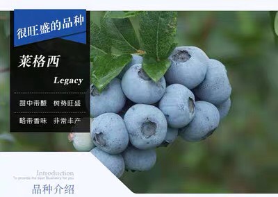 蓝宝石蓝莓苗  （基地直供）带土带叶带果发货