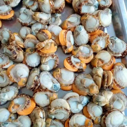 莱州市栉孔扇贝 枳孔贝肉大批量加工 感兴趣的老板联系我合作吧