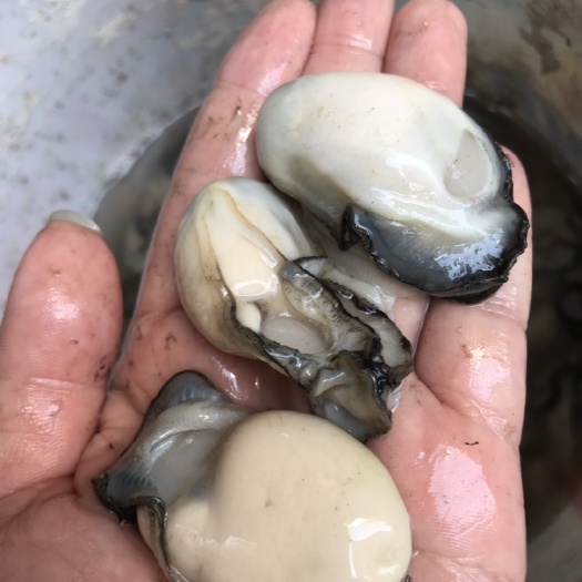 饶平县 生蚝肉 牡蛎肉批发