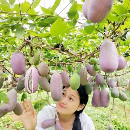 苍溪县八月瓜苗  （基地直供，根系好）现挖现发，保湿发货，快递包邮，量大从优